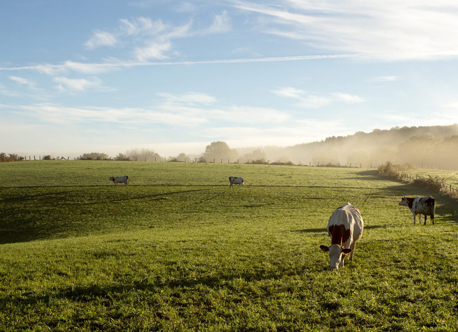 Révision coopérative fnr revicoop